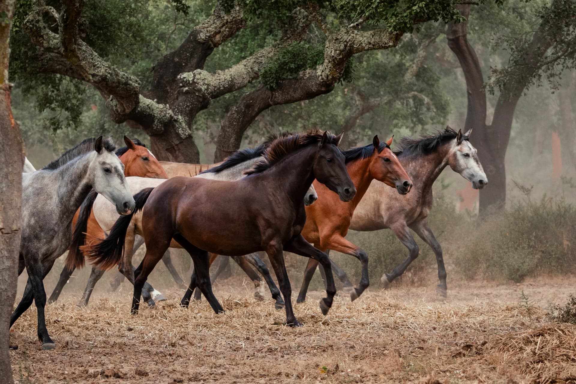 Horses Background